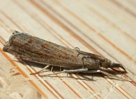 Mottled Grass-veneer